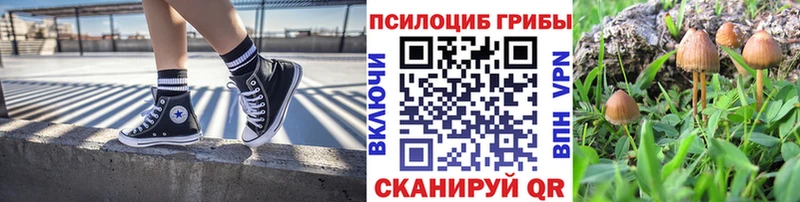 блэк спрут   купить   Тихорецк  Псилоцибиновые грибы мицелий 